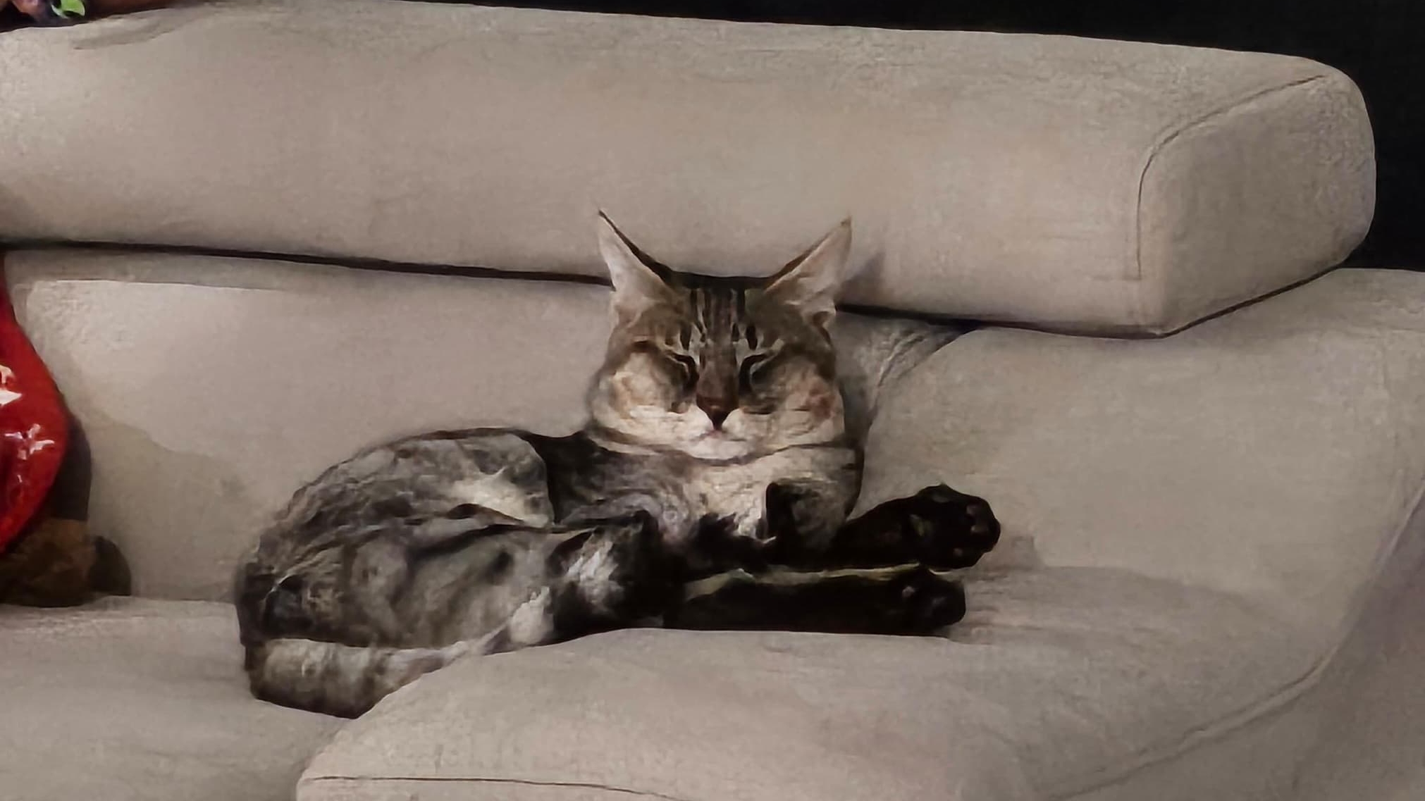 Поиски пропавшего КОТА часть-1🦝