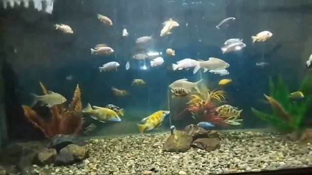 Көршінің қызы керемет еді, әкесі оның жақсы адам. Әсерлі әңгіме