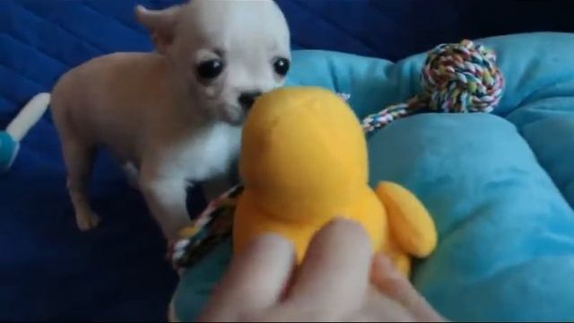 Мини кремовая девчушка смотреть онлайн