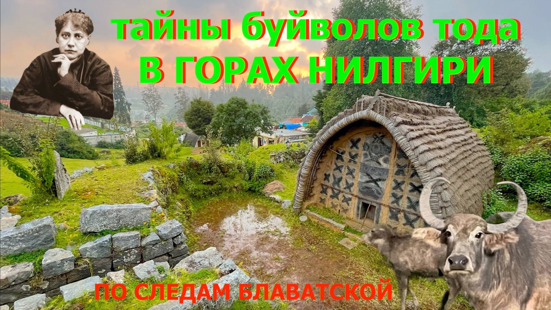 СВЯЩЕННЫЕ БУЙВОЛЫ ТОДА В ГОРАХ НИЛГИРИ | Блаватская в Ути смотреть онлайн