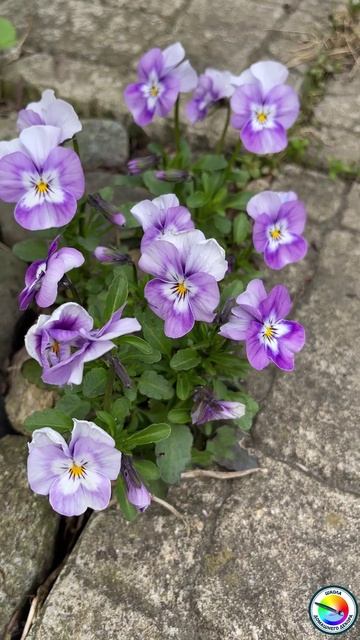 Рогатая фиалка смотреть онлайн