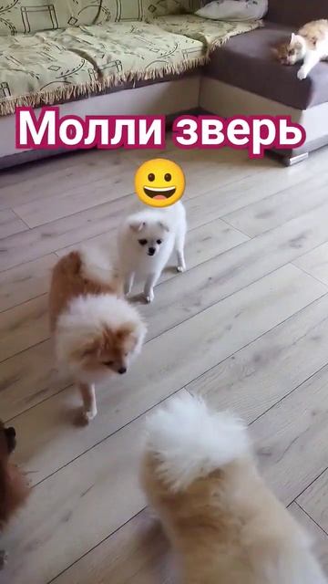 Шпиц боевой 😃 Новая кличка у Молли 😃 #видеоссобаками #шпиц