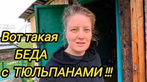 ВОТ ТАКАЯ БЕДА С ТЮЛЬПАНАМИ | Дом в деревне | Деревенские будни | Переезд из города в деревню