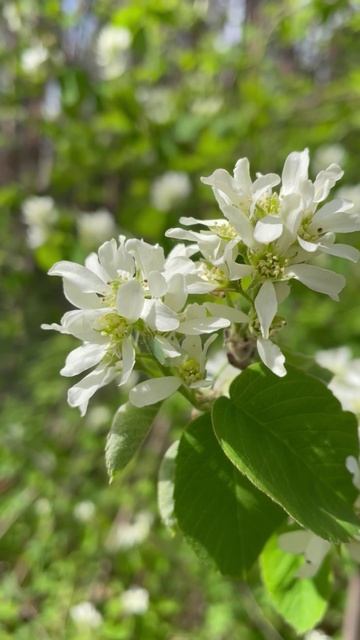 Ирга #цветы #садиогород #растения #садидача #садоводство