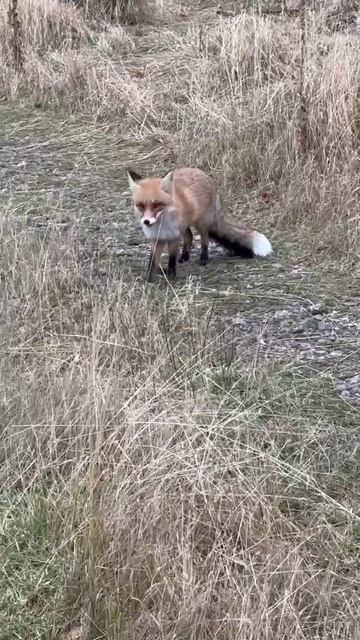 Лиса. смотреть онлайн