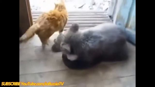 Медведи прикол смотреть онлайн