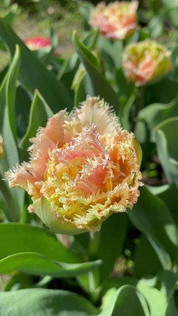 Тюльпан #цветы #садиогород #садидача #Тюльпаны #садоводство