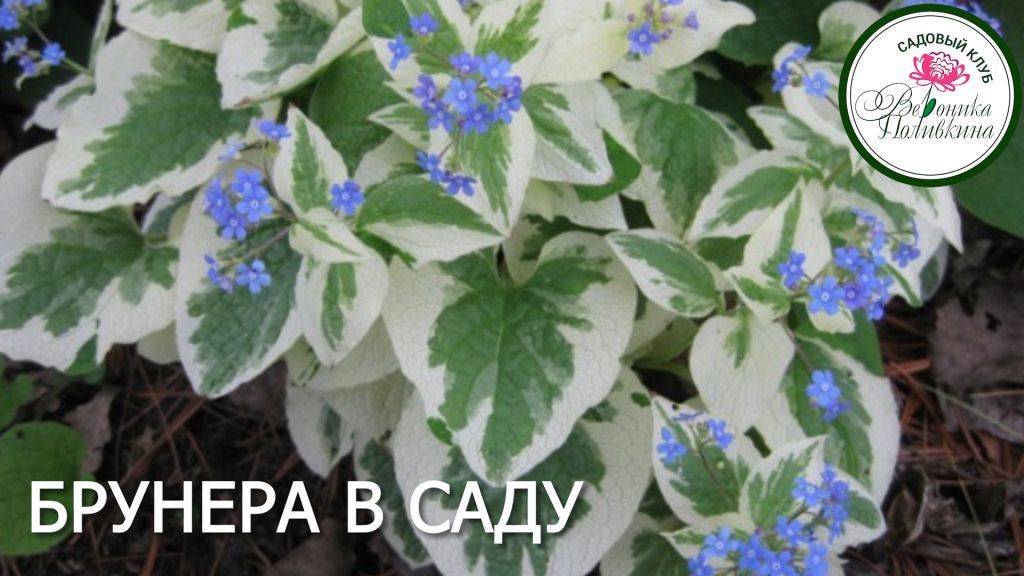 БРУНЕРА В САДУ смотреть онлайн