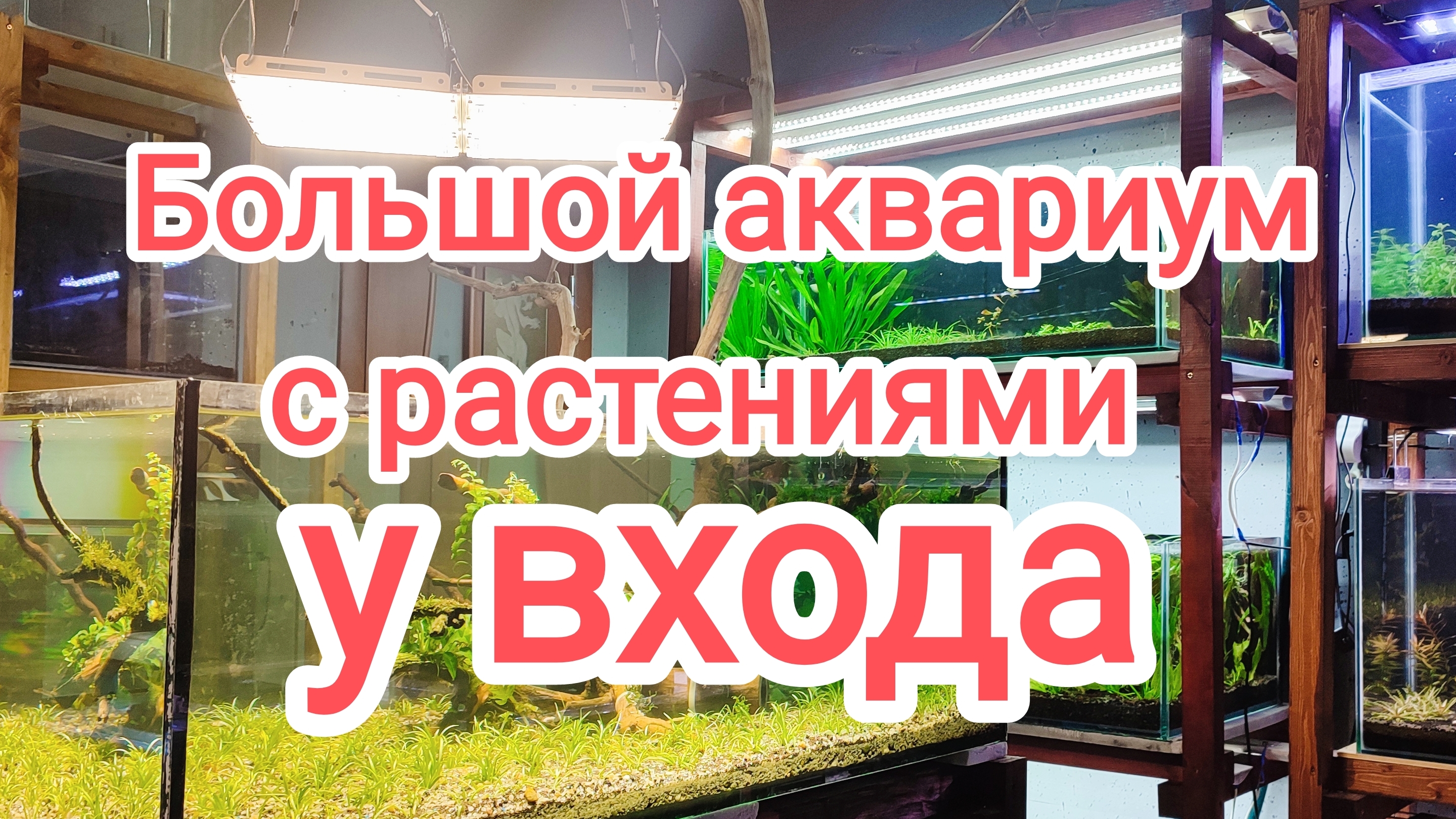 Запускаю аквариум с большой корягой у входа смотреть онлайн