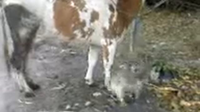 Любовь собаки и коровы, прикол, как они целуются смотреть онлайн