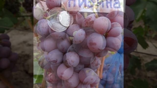 ВИНОГРАД НИЗИНА