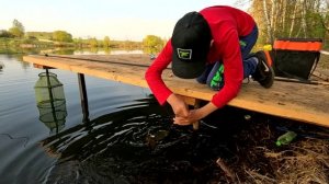 Бешеный клев карпа на поплавок. Пруд Бойцовский.