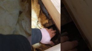 Мыши в каменной вате