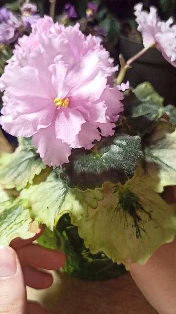 АВ - Поющие Пески #plants #цветы #растения #геснериевые #се? смотреть онлайн