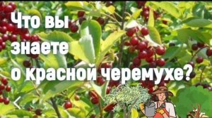 Красная виргинская черемуха. Декоративно и сьедобно.