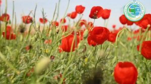 Бадхызский заповедник Туркменистана