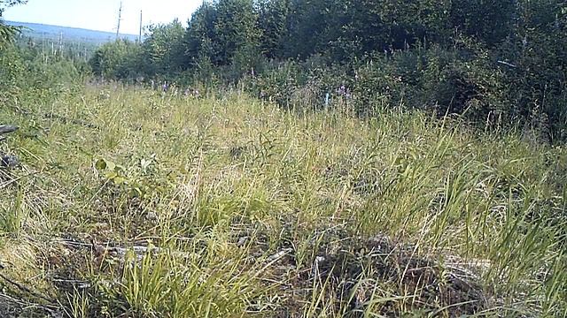 Лось 03 07 16 смотреть онлайн