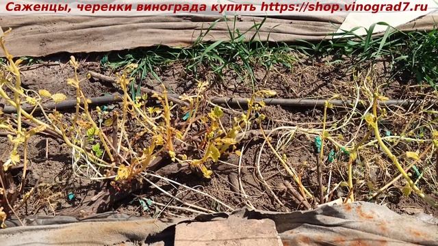Этиолированные побеги винограда при открытии это беда- яркое солнце может обжечь лозу и соцветья. смотреть онлайн