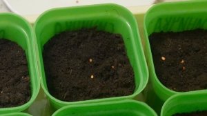 СИНИЧКА К ВЫСАДКЕ ГОТОВА!