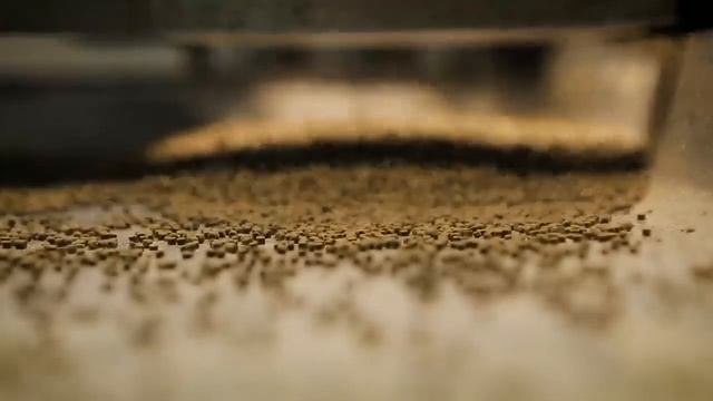 0243. НАУКА 2.0. БОЛЬШОЙ СКАЧОК. Царь-рыба. Жизнь в неволе смотреть онлайн