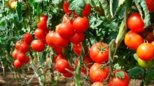 Как сажать помидоры в открытый грунт