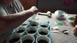 Сажаю огурцы.5 мая.