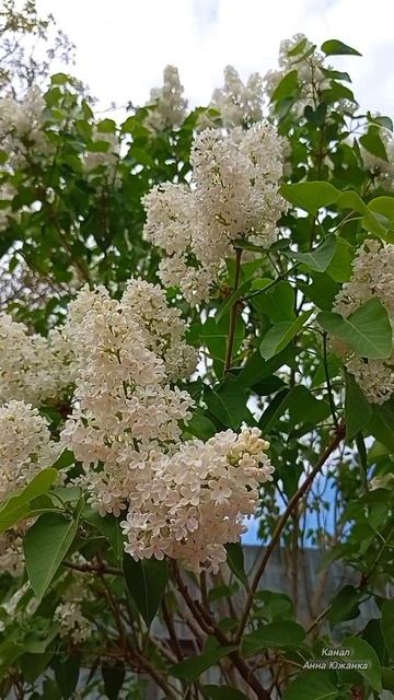 Сиреневое настроение в моем саду. смотреть онлайн