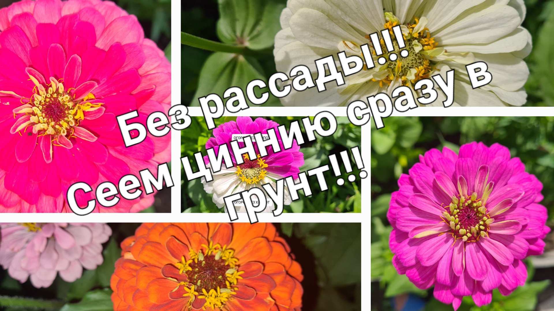 Эти цветы можно сеять сразу в грунт! Цинния - прямой посев в грунт в начале мая!