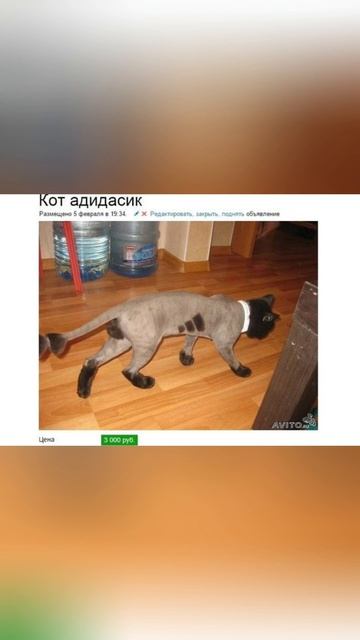 #авитомемы#мемы#авитогении#смеx #авито Смешные объявления на Авито №2 смотреть онлайн
