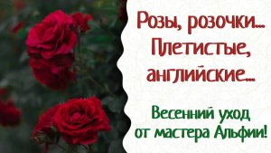 Что нужно вашим розовым кустам весной? Всего лишь внимание, забота и вкусные удобрения.