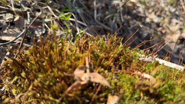 Минута № 67. Смотри и отдыхай.