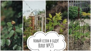 Влог №23. Мой сад весной. Новый сезон. Хризантема, гортензии, слизни, розы. Садовый влог.