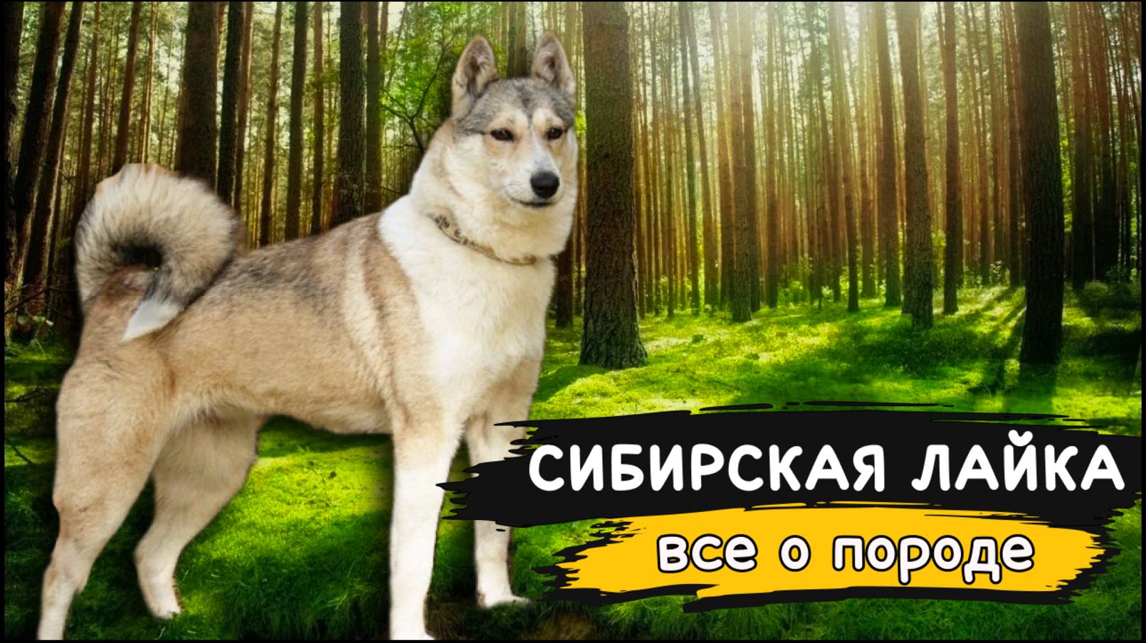 Западно-сибирская лайка - Все о породе собак | Собака породы Западно-сибирская лайка смотреть онлайн