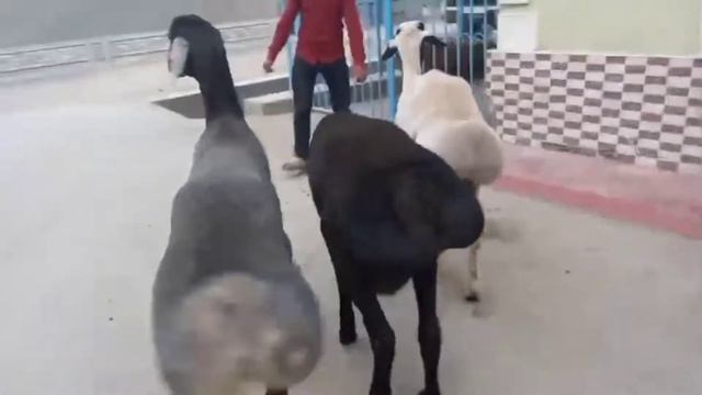 Едилбай кошкарлар ☎️ 90 222 81 92