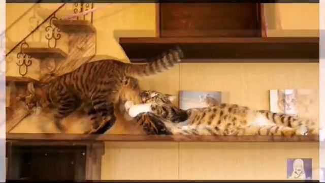 Смешные фото котов😂😂😂 смотреть онлайн