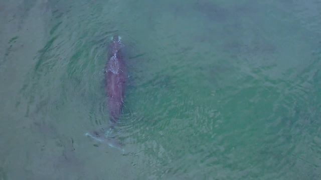 Дикая Россия, Шантары. Гренландский кит - вид сверху смотреть онлайн