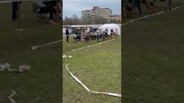 ЮНИОРЫ СУКИ / КЧК АРСЕНЬЕВ 27 апреля`25 G.Stibel Моно немецких овчарок