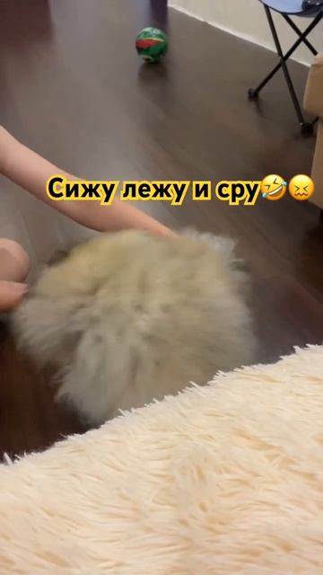 #fun #shortsvideo #pomeranian #shots #shortvideo #dog #топ #funnyvideo #funny #foryou смотреть онлайн