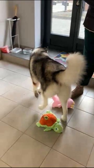 VID-20250130-WA0031.mp4После салона красоты 💖🙋 смотреть онлайн