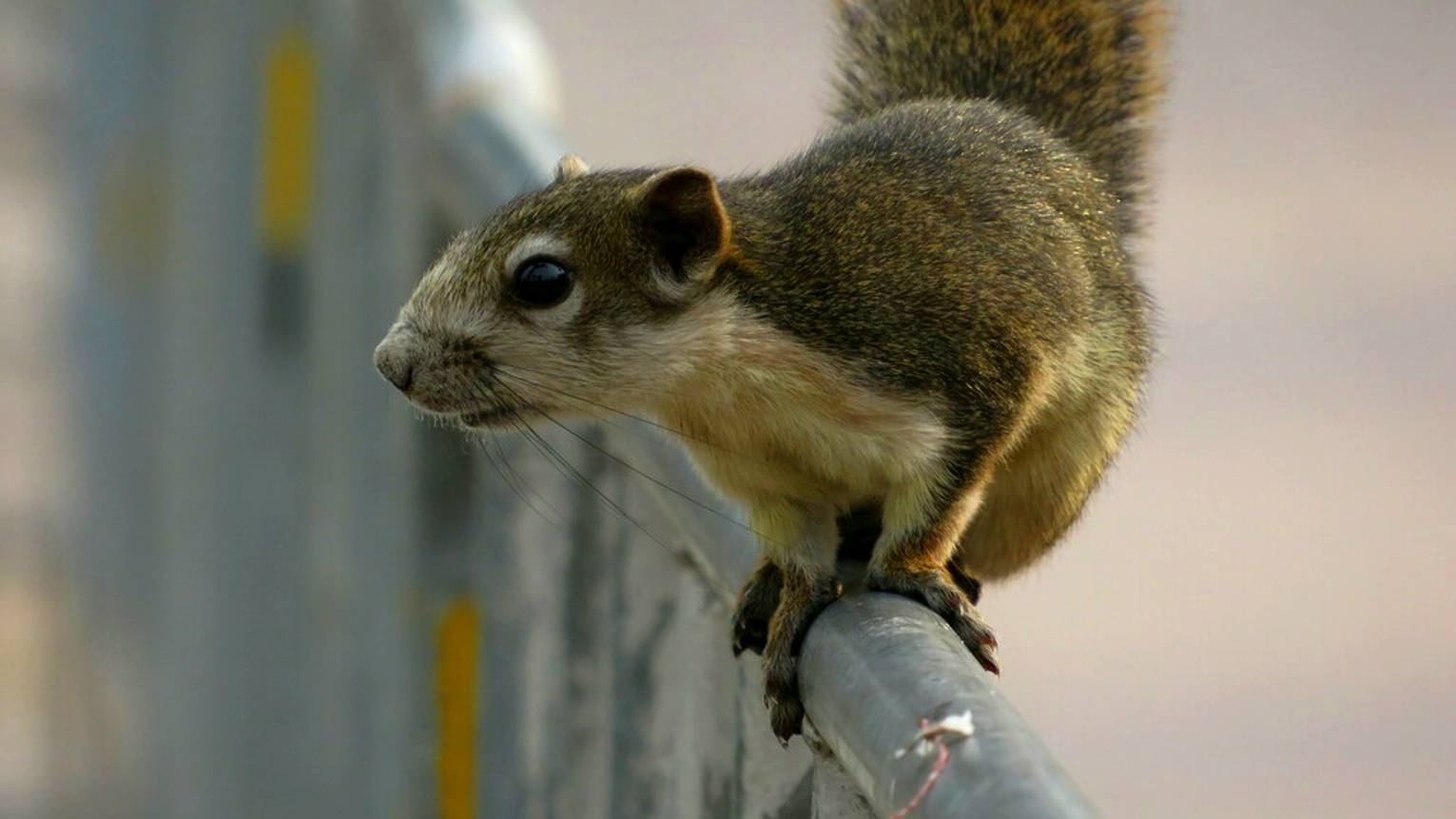 БЕЛИЧЬИ. 11-ть видов за две с половиной минуты смотреть онлайн