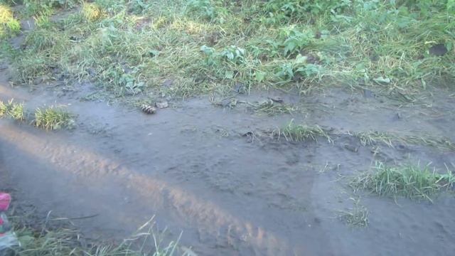 Амурский леопард ходит туда-сюда смотреть онлайн