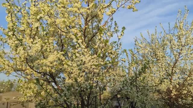 Вести с огорода, сада и птичника! \\4 мая смотреть онлайн