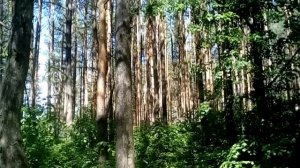 Кошлар сайрый(1)