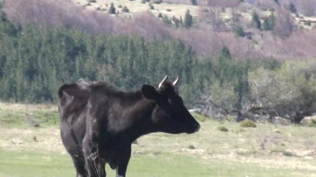 Витоша Железница - Култура на бъдещето  (19).MTS