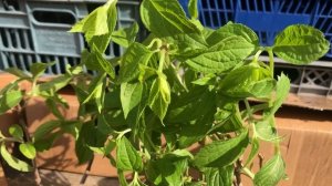 Обзор саженцев гортензий с ВБ от Садового центра Веры Глуховой