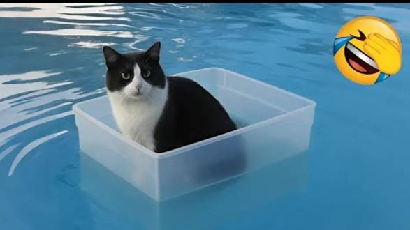 САМЫЕ СМЕШНЫЕ ЖИВОТНЫЕ 2025 😄СМЕШНЫЕ КОШКИ🤣😃 Новые смешные видео с кошками и собаками 🐱ПРИКОЛЫ🐶