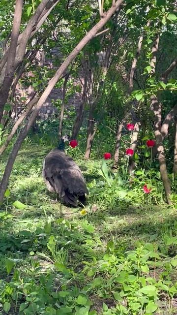 Павлин на прогулке