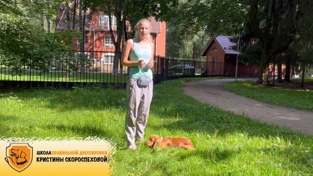 Почему собака выполняет команды только за лакомства? Из-за чего это происходит и как исправить? смотреть онлайн