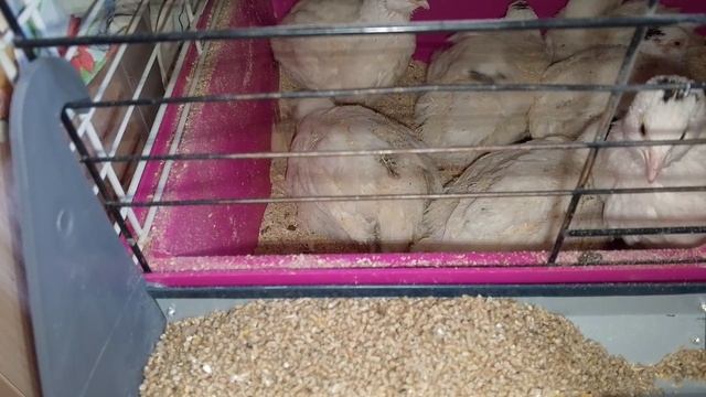 Немножко рассадила птах