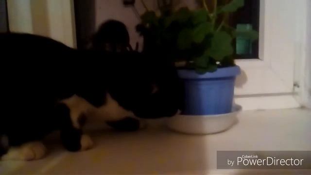 Кошка пьёт воду ИЗ ВАЗОНА;) Приколы про котов|Funny Cats♥ смотреть онлайн